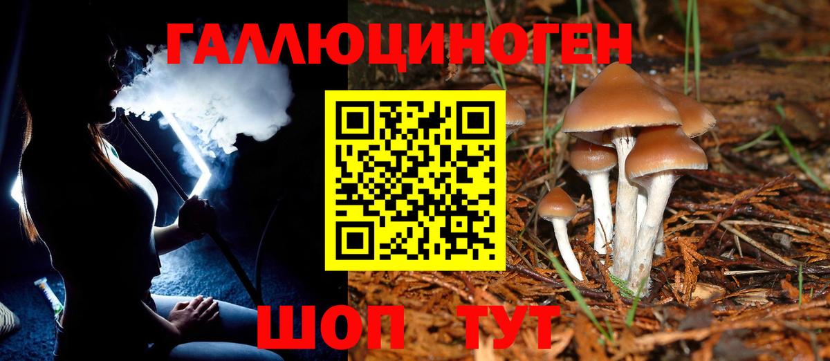 Галлюциногенные грибы Psilocybine cubensis Избербаш